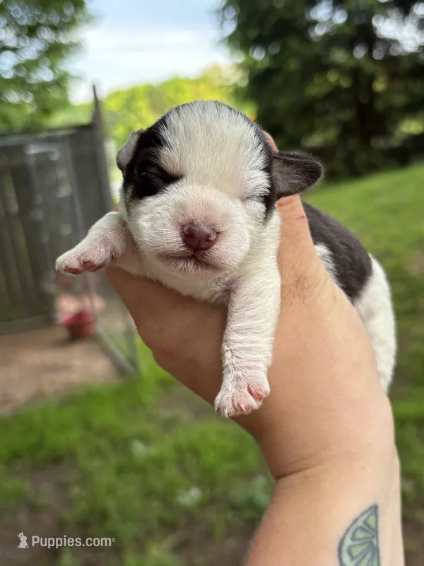 lucy – Miniature Schnauzer puppy for sale in Martville, NY