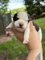 lucy, a female Miniature Schnauzer for sale in Martville, NY – 1 of 2