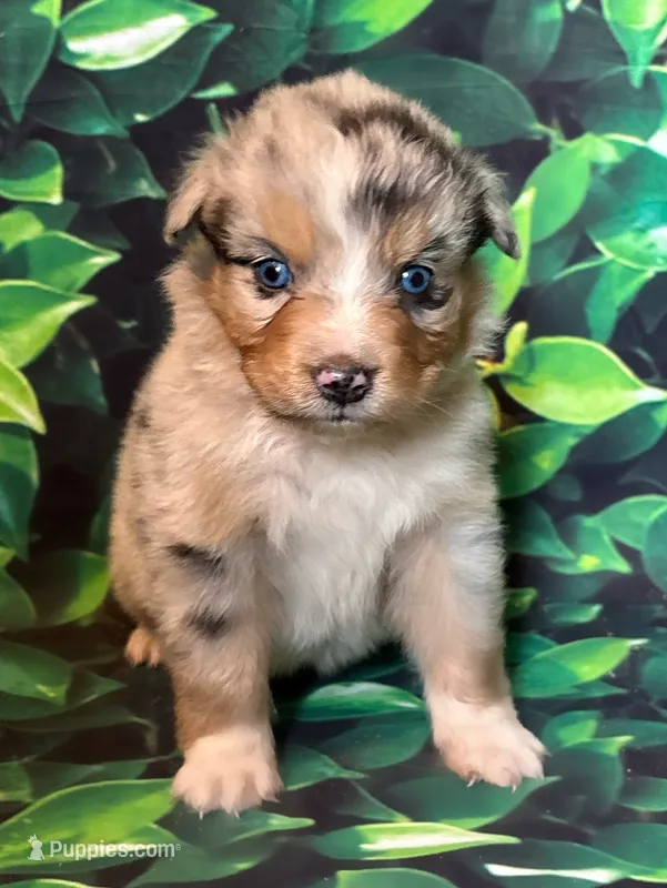 Hobert – Australian Shepherd puppy for sale in Martville, NY