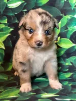 Hobert, a male Australian Shepherd for sale in Martville, NY – 1 of 1