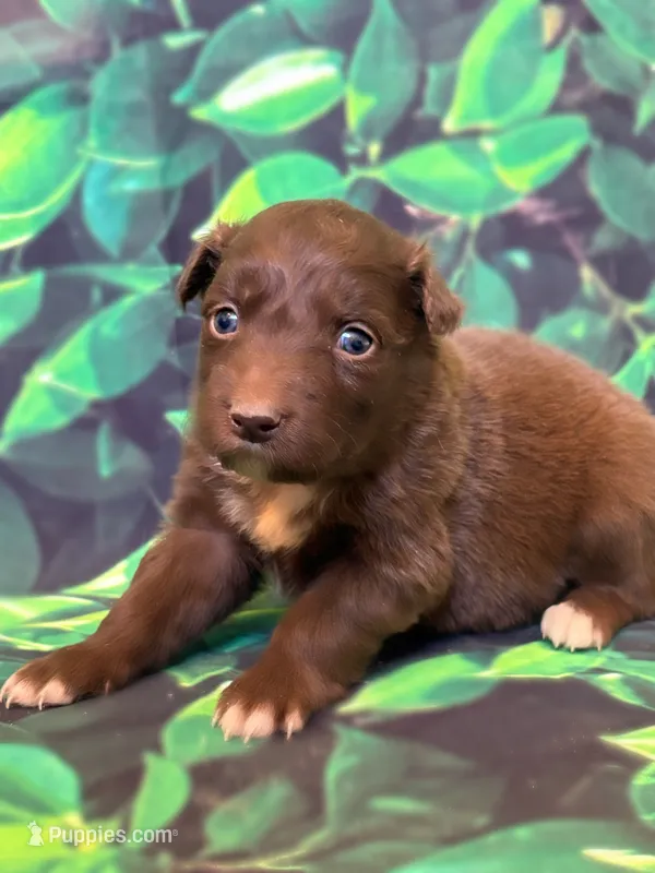 Orange puppy – Australian Shepherd puppy for sale in Martville, NY