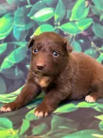 Orange puppy, a female Australian Shepherd for sale in Martville, NY – 3 of 6