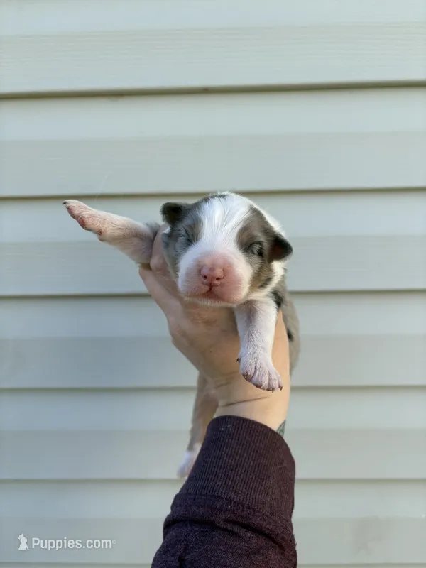 Glacier – Australian Shepherd puppy for sale in Martville, NY