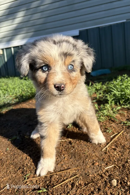 Hobert – Australian Shepherd puppy for sale in Martville, NY
