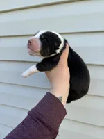 Titan, a male Australian Shepherd for sale in Martville, NY – 3 of 3