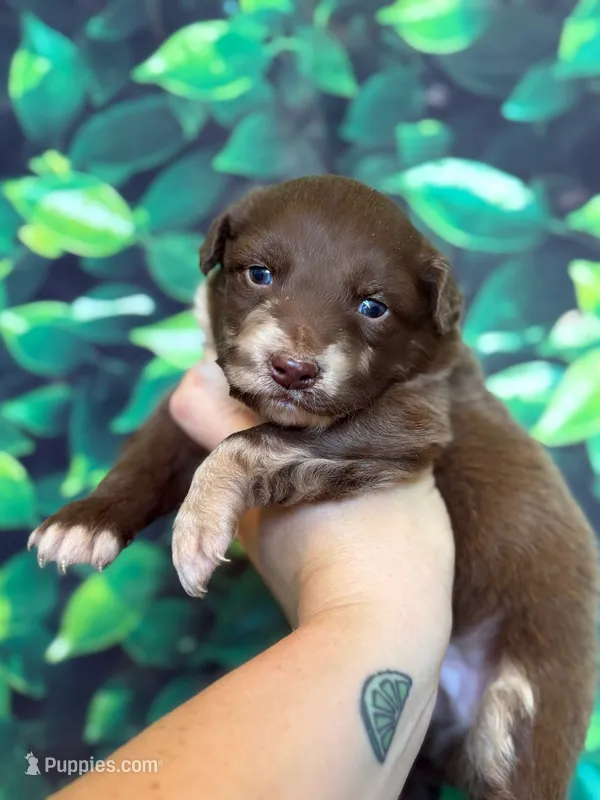 Green Puppy – Australian Shepherd puppy for sale in Martville, NY