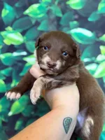 Green Puppy, a male Australian Shepherd for sale in Martville, NY – 3 of 10