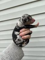 Purple Puppy, a female Australian Shepherd for sale in Martville, NY – Photo 3 of 3