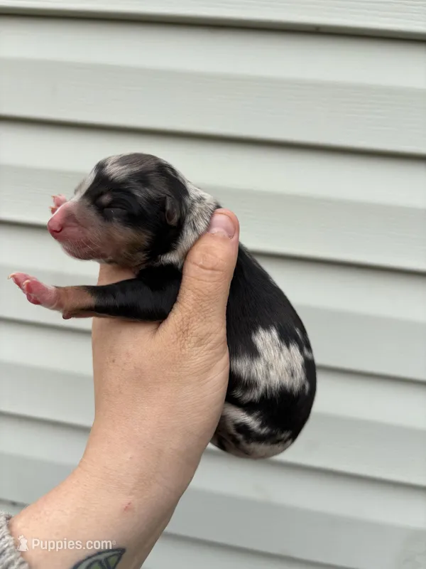 Purple Puppy, a female Australian Shepherd for sale in Martville, NY – Photo 1 of 3