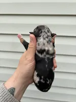 Purple Puppy, a female Australian Shepherd for sale in Martville, NY – Photo 2 of 3
