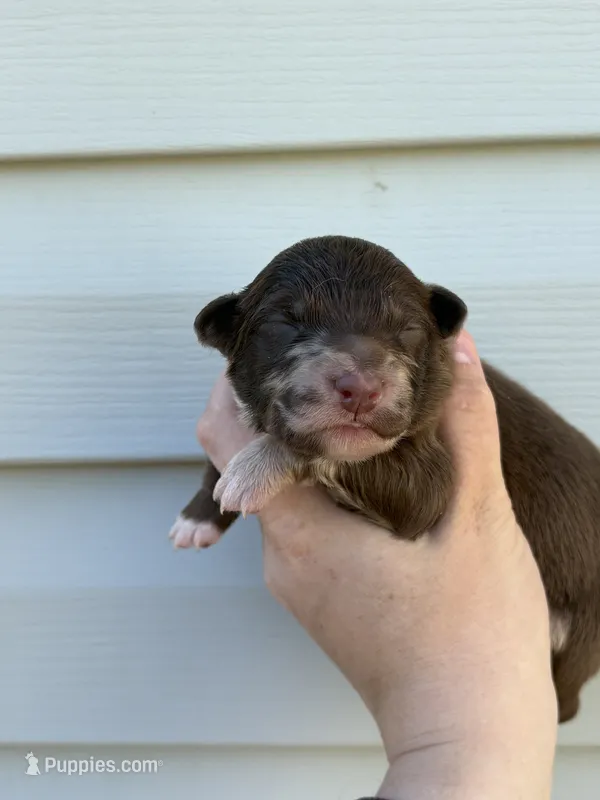 Green Puppy – Australian Shepherd puppy for sale in Martville, NY