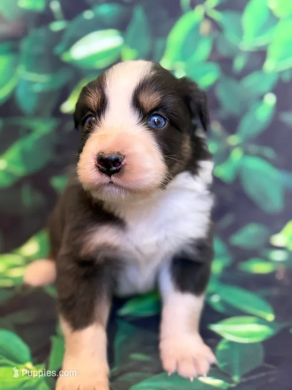 Titan – Australian Shepherd puppy for sale in Martville, NY