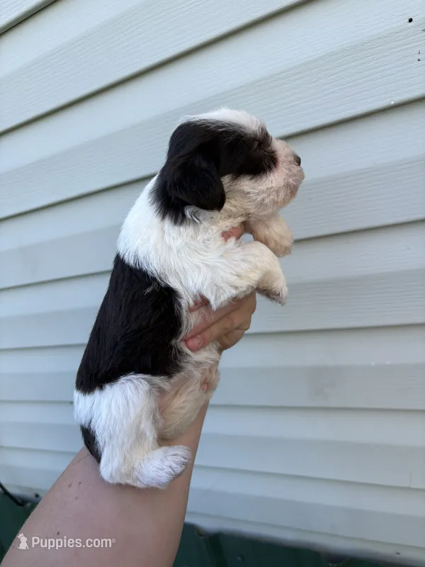 lucy – Miniature Schnauzer puppy for sale in Martville, NY