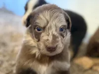 Yellow Puppy, a male Australian Shepherd for sale in Martville, NY – 2 of 10