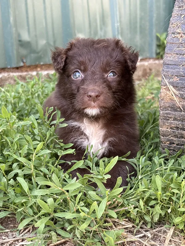 Orange puppy – Australian Shepherd puppy for sale in Martville, NY