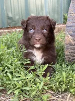 Orange puppy, a female Australian Shepherd for sale in Martville, NY – 1 of 6