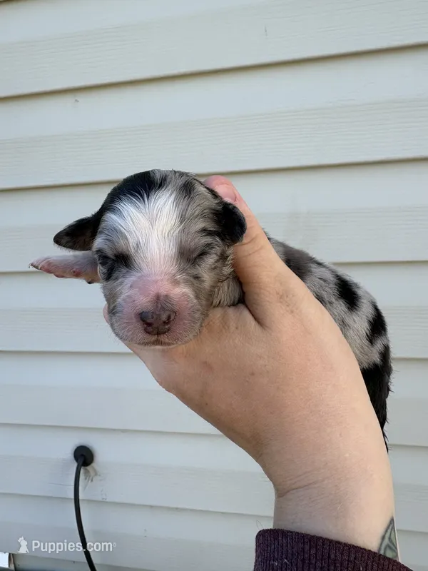 Grey Puppy – Australian Shepherd puppy for sale in Martville, NY