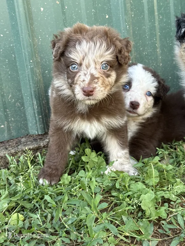 Atlas , a male Australian Shepherd for sale in Martville, NY – 1 of 3