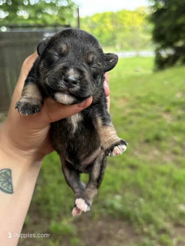Brownie – Miniature Schnauzer puppy for sale in Martville, NY