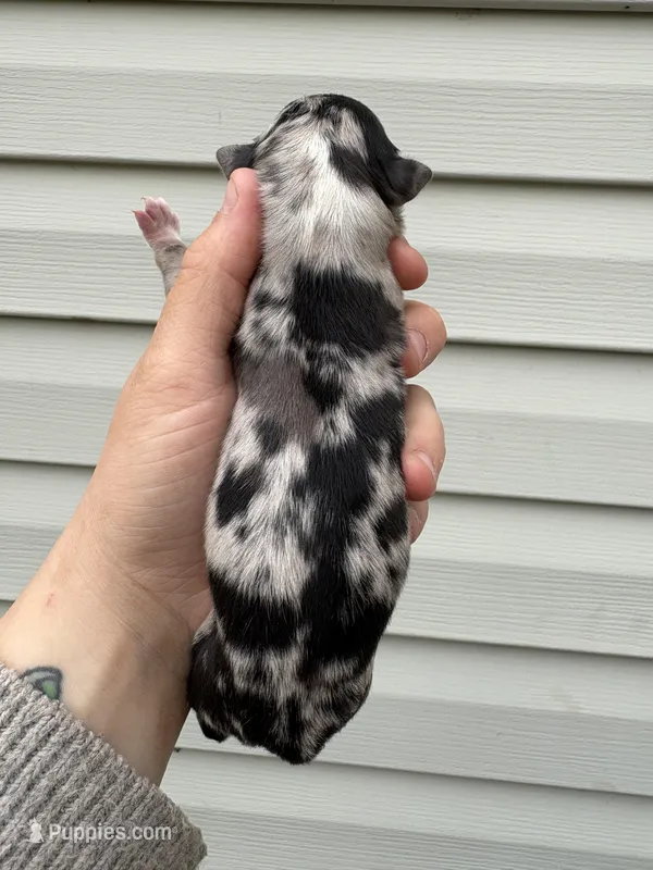Grey Puppy, a male Australian Shepherd for sale in Martville, NY – Photo 1 of 3