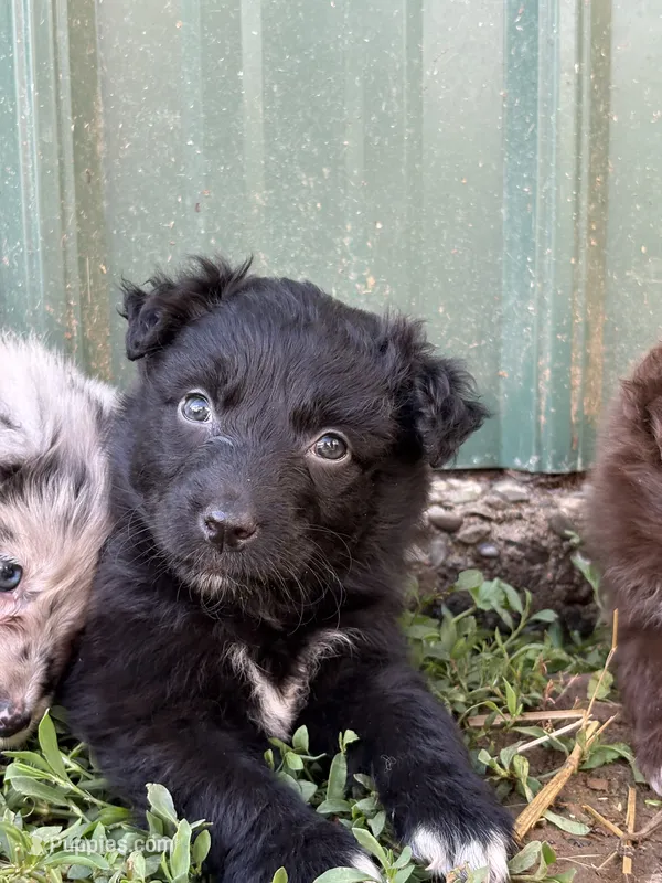 Turquoise Puppy – Australian Shepherd puppy for sale in Martville, NY