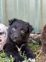 Turquoise Puppy, a female Australian Shepherd for sale in Martville, NY – 1 of 9