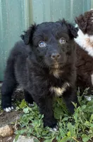 Turquoise Puppy, a female Australian Shepherd for sale in Martville, NY – 2 of 9