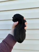 Turquoise Puppy, a female Australian Shepherd for sale in Martville, NY – 9 of 9
