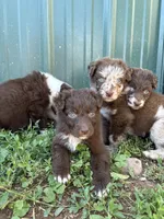 Atlas , a male Australian Shepherd for sale in Martville, NY – 2 of 3