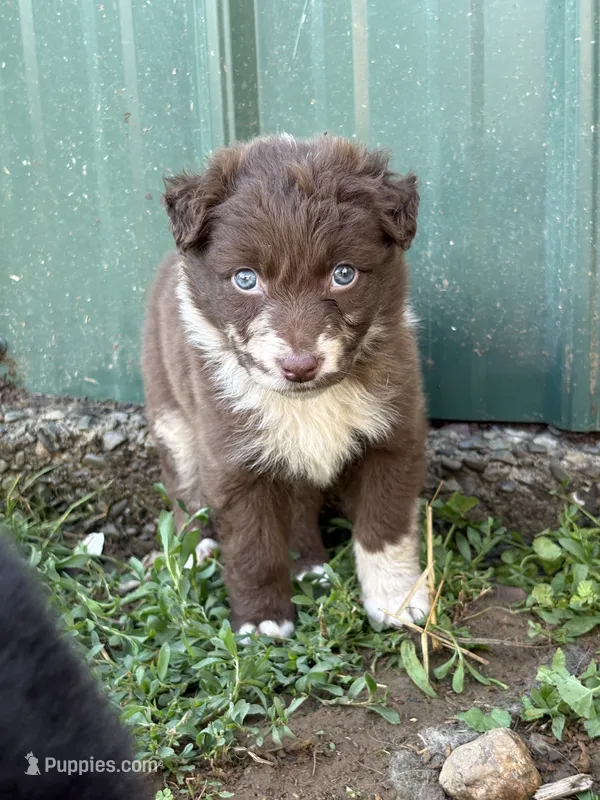 Green Puppy – Australian Shepherd puppy for sale in Martville, NY