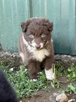 Green Puppy, a male Australian Shepherd for sale in Martville, NY – 1 of 10