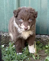 Green Puppy, a male Australian Shepherd for sale in Martville, NY – 2 of 10