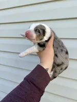 Glacier, a male Australian Shepherd for sale in Martville, NY – 3 of 3