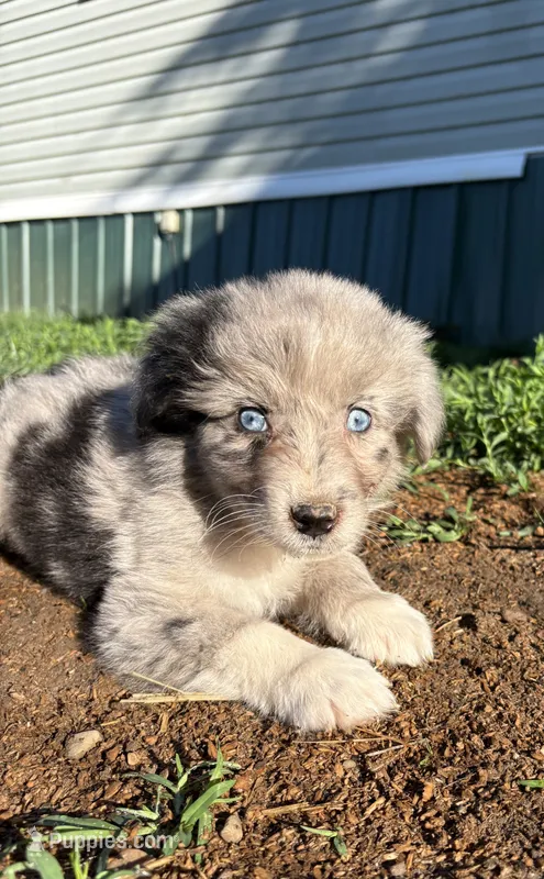 Bluey – Australian Shepherd puppy for sale in Martville, NY