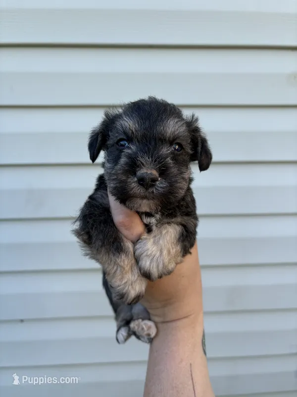 Brownie – Miniature Schnauzer puppy for sale in Martville, NY
