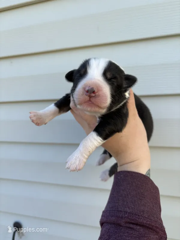 Titan, a male Australian Shepherd for sale in Martville, NY – 1 of 3