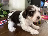 Spot, a male Miniature Schnauzer for sale in Martville, NY – 2 of 5