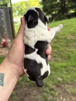 Spot, a male Miniature Schnauzer for sale in Martville, NY – 2 of 2