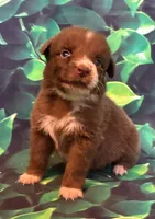 Timber, a male Australian Shepherd for sale in Martville, NY – 2 of 2
