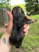 Brownie, a male Miniature Schnauzer for sale in Martville, NY – 2 of 2