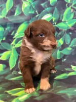 Green Puppy, a male Australian Shepherd for sale in Martville, NY – 5 of 10