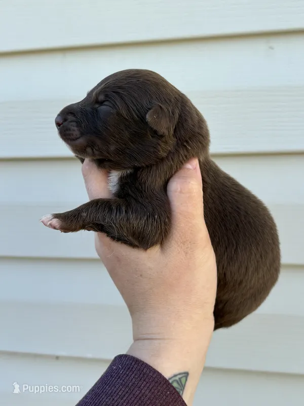 Orange puppy – Australian Shepherd puppy for sale in Martville, NY