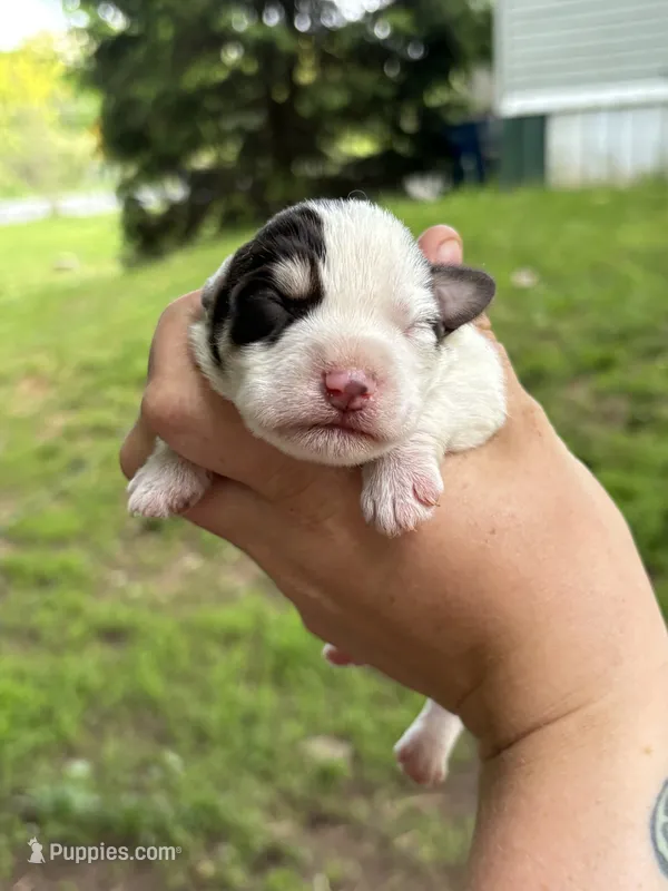 Spot – Miniature Schnauzer puppy for sale in Martville, NY