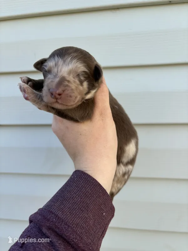 Yellow Puppy – Australian Shepherd puppy for sale in Martville, NY