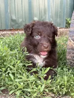 Orange puppy, a female Australian Shepherd for sale in Martville, NY – 2 of 6