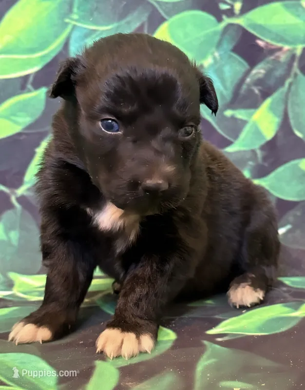 Blue Puppy – Australian Shepherd puppy for sale in Martville, NY