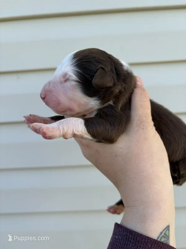 Red Puppy – Australian Shepherd puppy for sale in Martville, NY