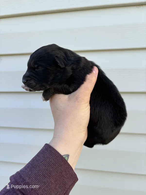 Turquoise Puppy – Australian Shepherd puppy for sale in Martville, NY
