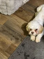 Leo, a male Bichon Frise and Shih Tzu for sale in Fayetteville, NC – 3 of 3