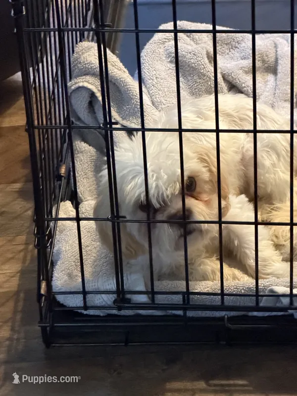 Leo – Bichon Frise, Shih Tzu puppy for sale in Fayetteville, NC